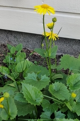 Doronicum caucasicum