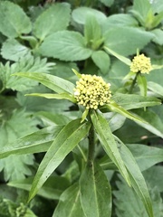 Eutrema integrifolium