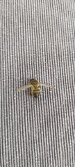 Apis mellifera