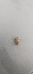 Apis mellifera