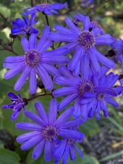 Pericallis