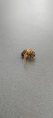Apis mellifera