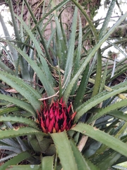 Aechmea recurvata
