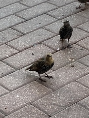 Sturnus vulgaris