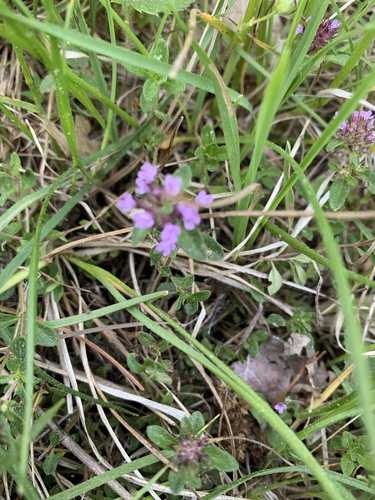 Obična majčina dušica (Thymus pulegioides)