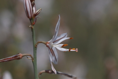 Asphodelus ayardii