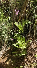 Primula pauciflora zionensis