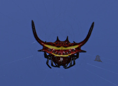 Gasteracantha falcicornis