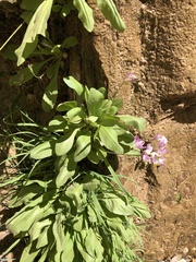 Primula pauciflora zionensis