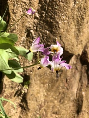 Primula pauciflora zionensis