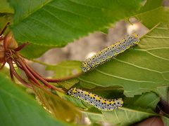 Diloba caeruleocephala