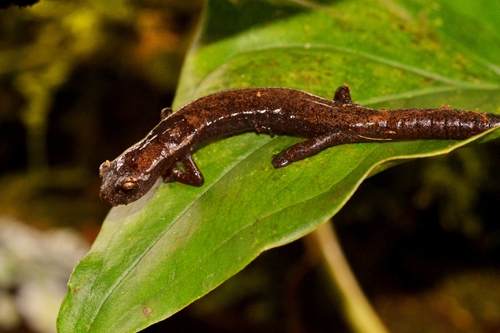 Bolitoglossa rufescens