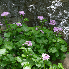 Cardamine raphanifolia