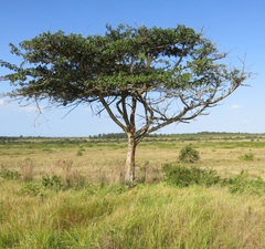 Ficus sycomorus sycomorus