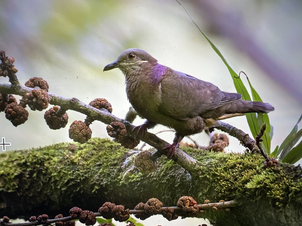 Amethyst Brown-Dove (Phapitreron amethystinus) photo