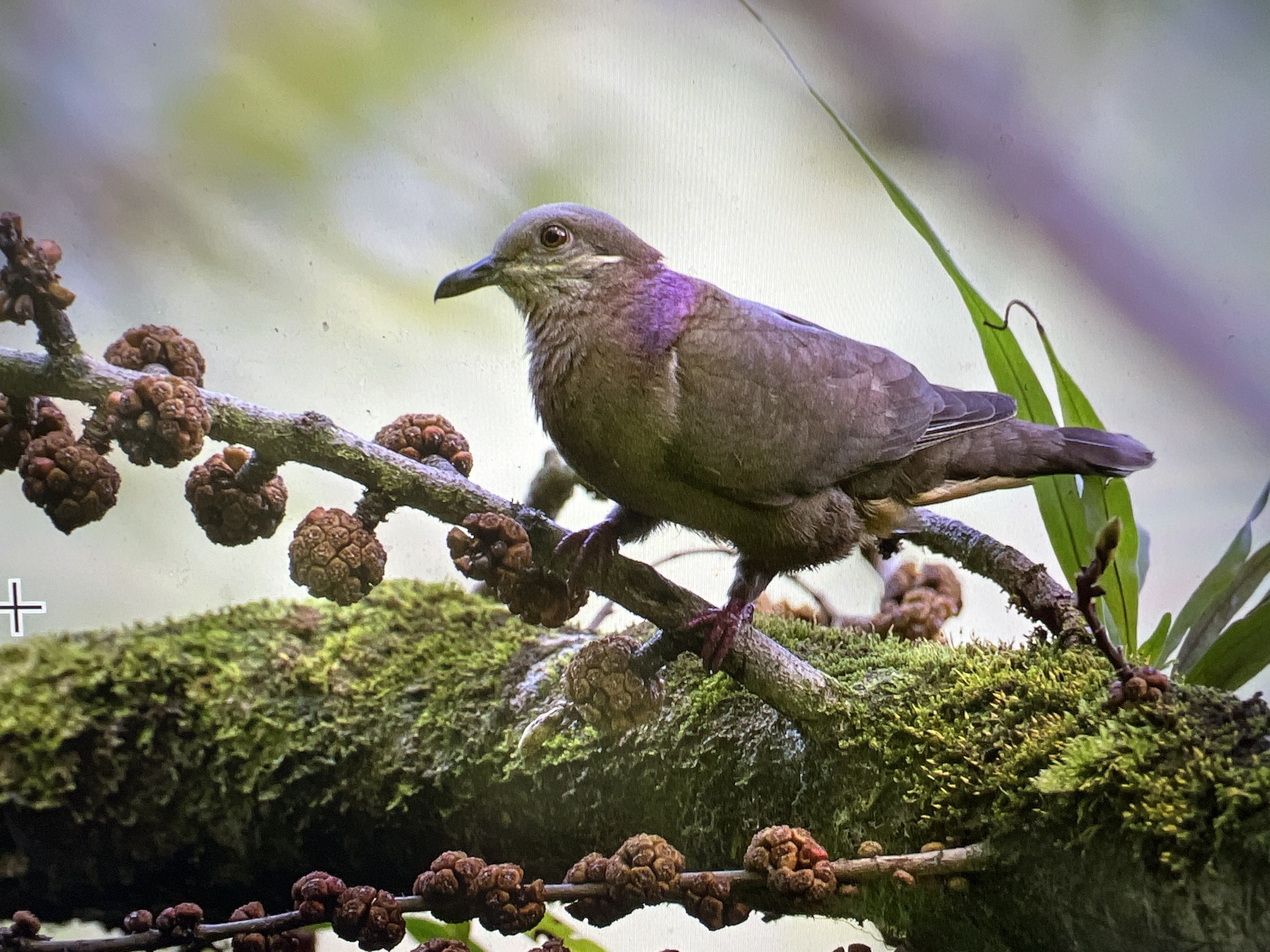 Amethyst Brown-Dove illustration