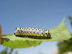 Diloba caeruleocephala