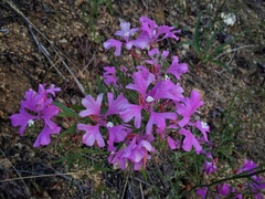 Clarkia pulchella
