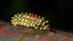 Cyclosia papilionaris