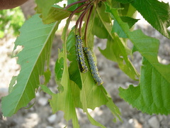 Diloba caeruleocephala