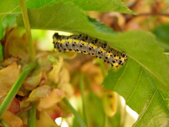 Diloba caeruleocephala