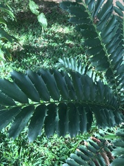 Encephalartos ferox