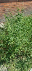 Sisymbrium officinale