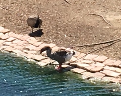 Anser anser domesticus