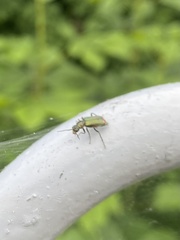 Cordylepherus viridis
