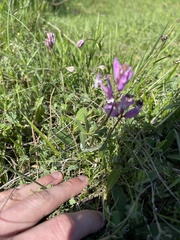 Polygala nicaeensis