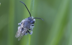 Eucera
