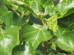 Ficus sycomorus sycomorus