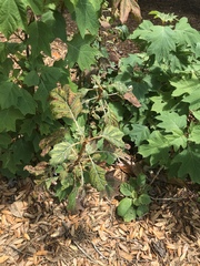 Macleaya cordata