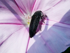Acmaeodera cylindrica
