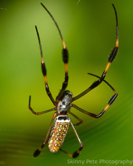 Trichonephila clavipes image