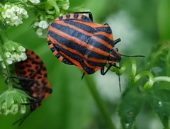 Graphosoma italicum italicum