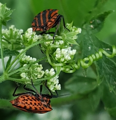 Graphosoma italicum italicum