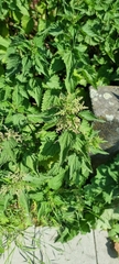 Urtica dioica
