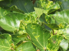 Ficus sycomorus sycomorus