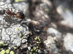 Dolichoderus plagiatus