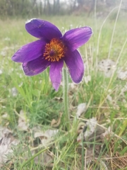Pulsatilla rubra
