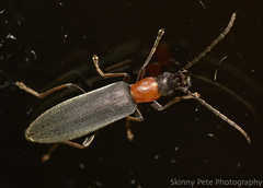 Oxycopis
