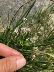 Asperula cynanchica