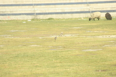 Vanellus resplendens