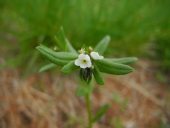 Buglossoides arvensis arvensis