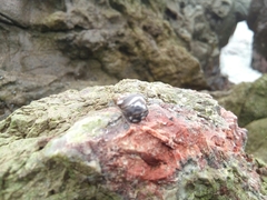 Echinolittorina peruviana