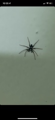 Pulchellodromus bistigma