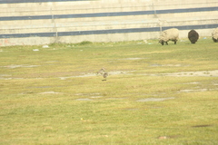 Vanellus resplendens