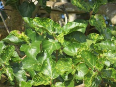 Ficus sycomorus sycomorus
