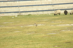 Vanellus resplendens